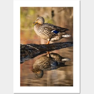 Female Mallard's Reflection Photograph Posters and Art